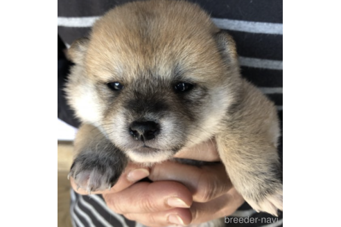 成約済の福島県の柴犬-180136の4枚目